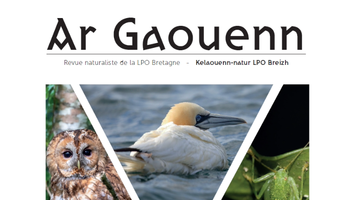 Ar Gaouenn n°4 : de l'épidémie de grippe aviaire à la "sauterelle de Noël"